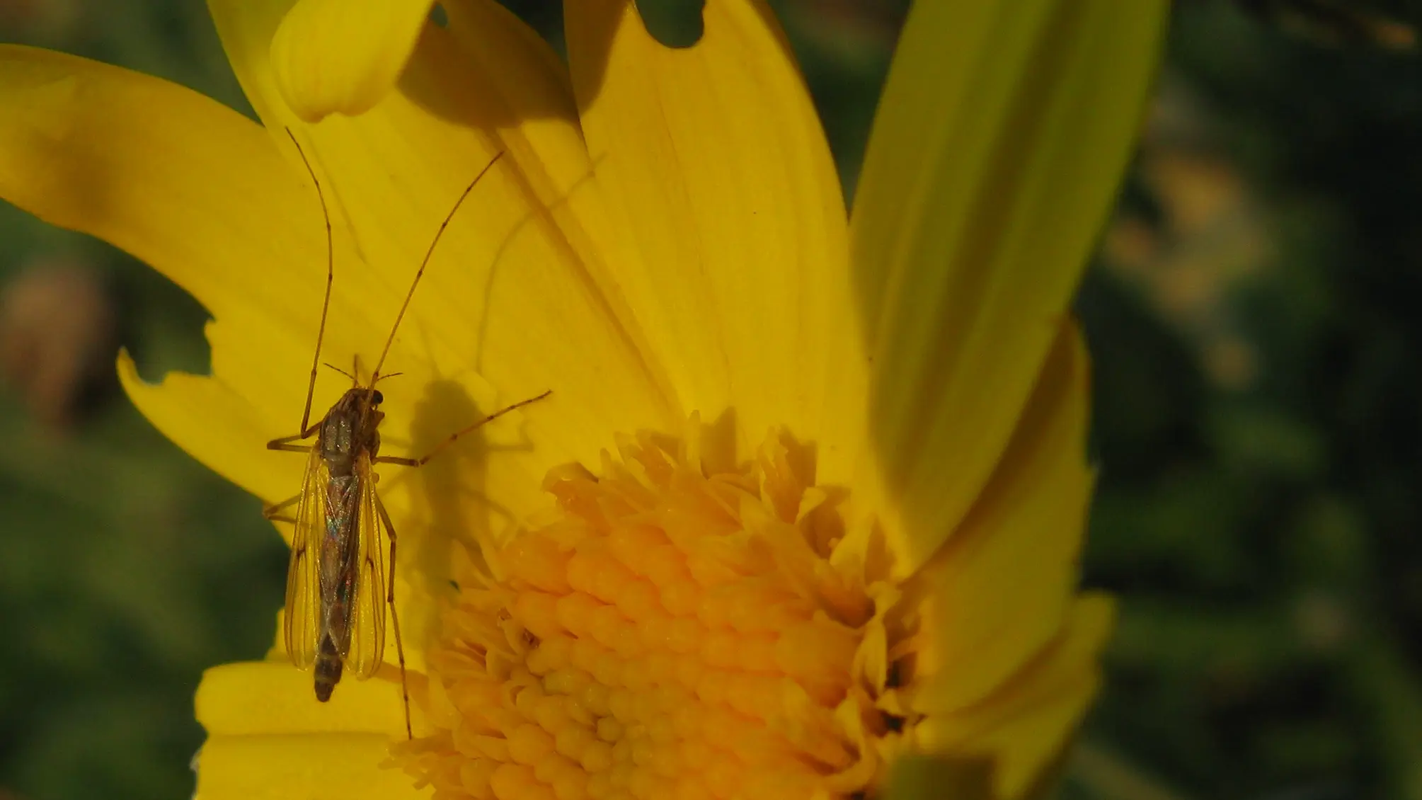 Chironomidae sp. female on flower of Euryops sp