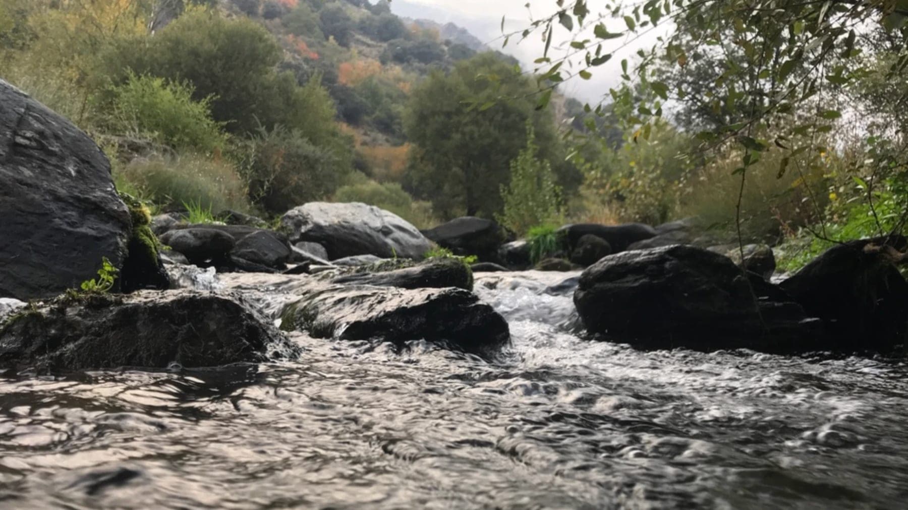 A river fish held briefly at the surface before release