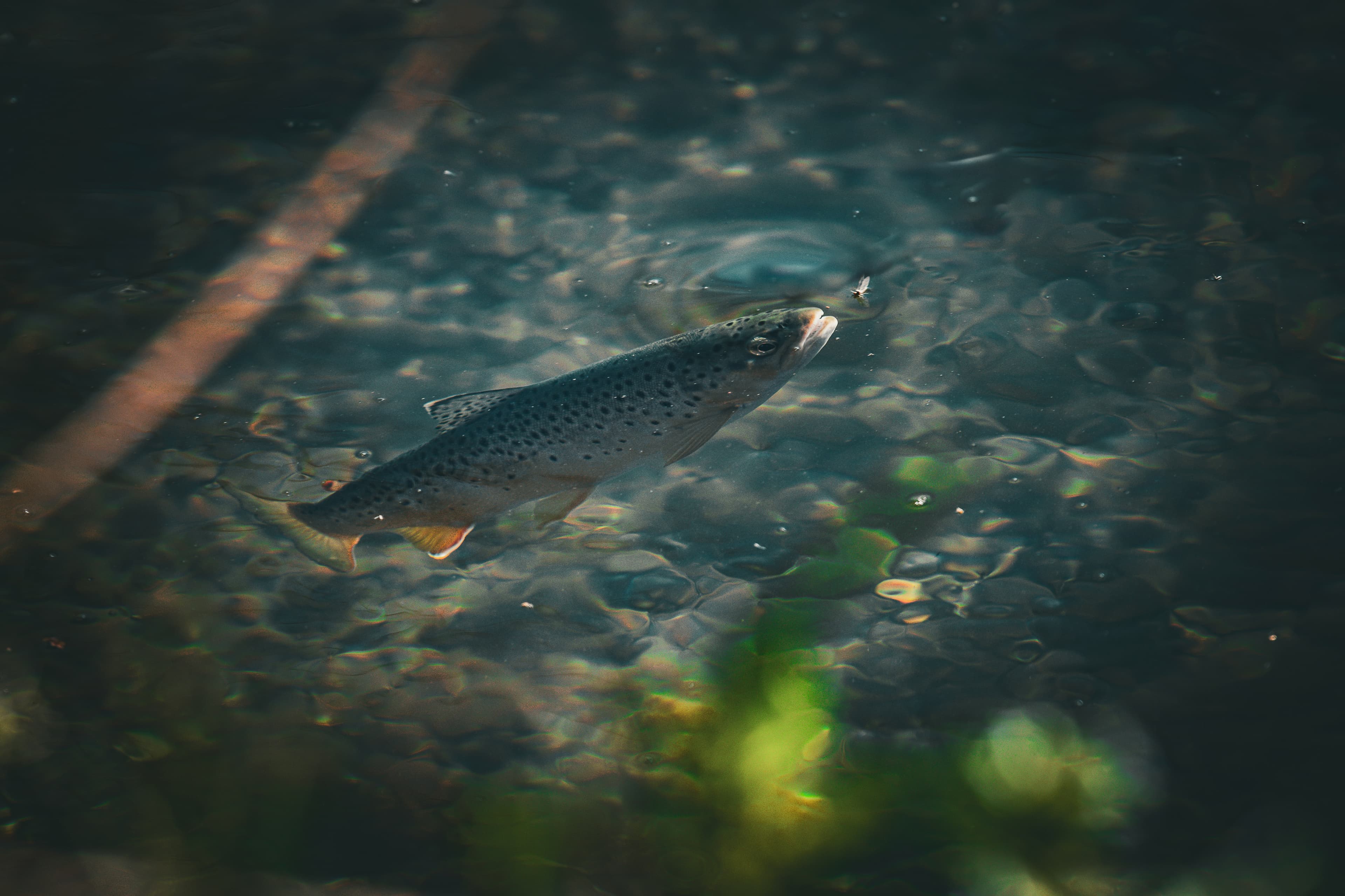 Wild brown trout in clear freestone water