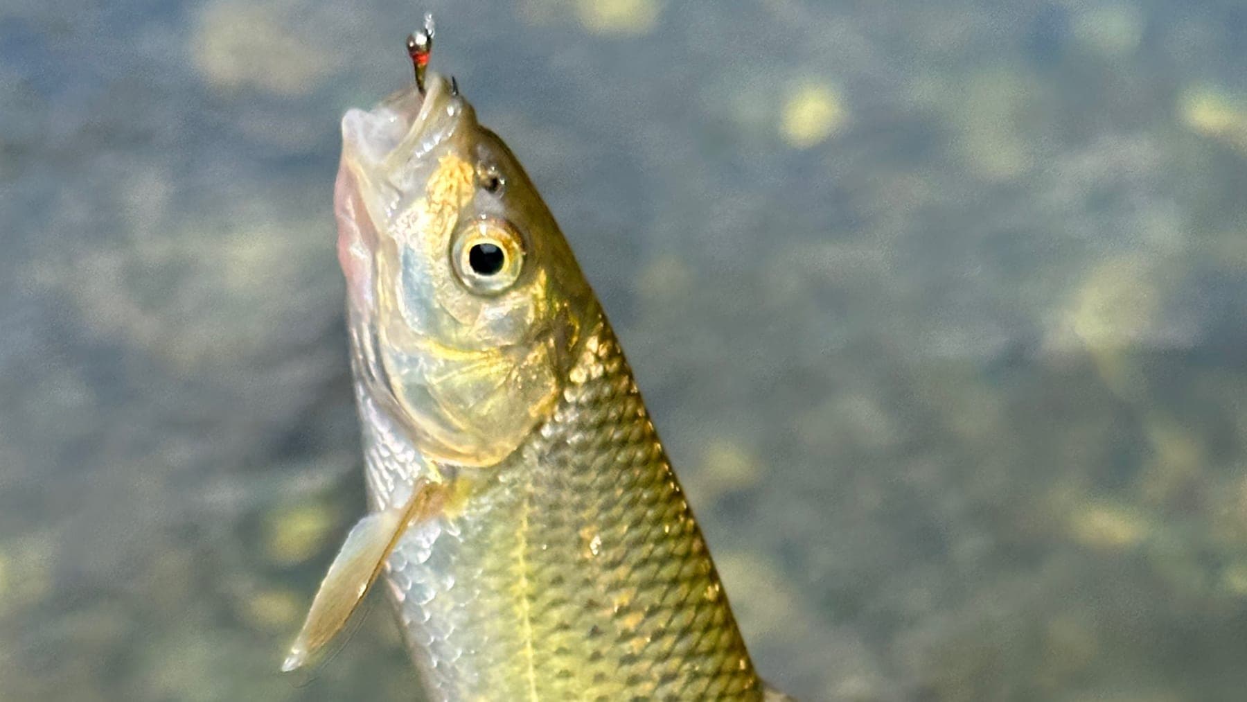 Golden-olive coarse fish taken on a fly — close-up of a fresh catch