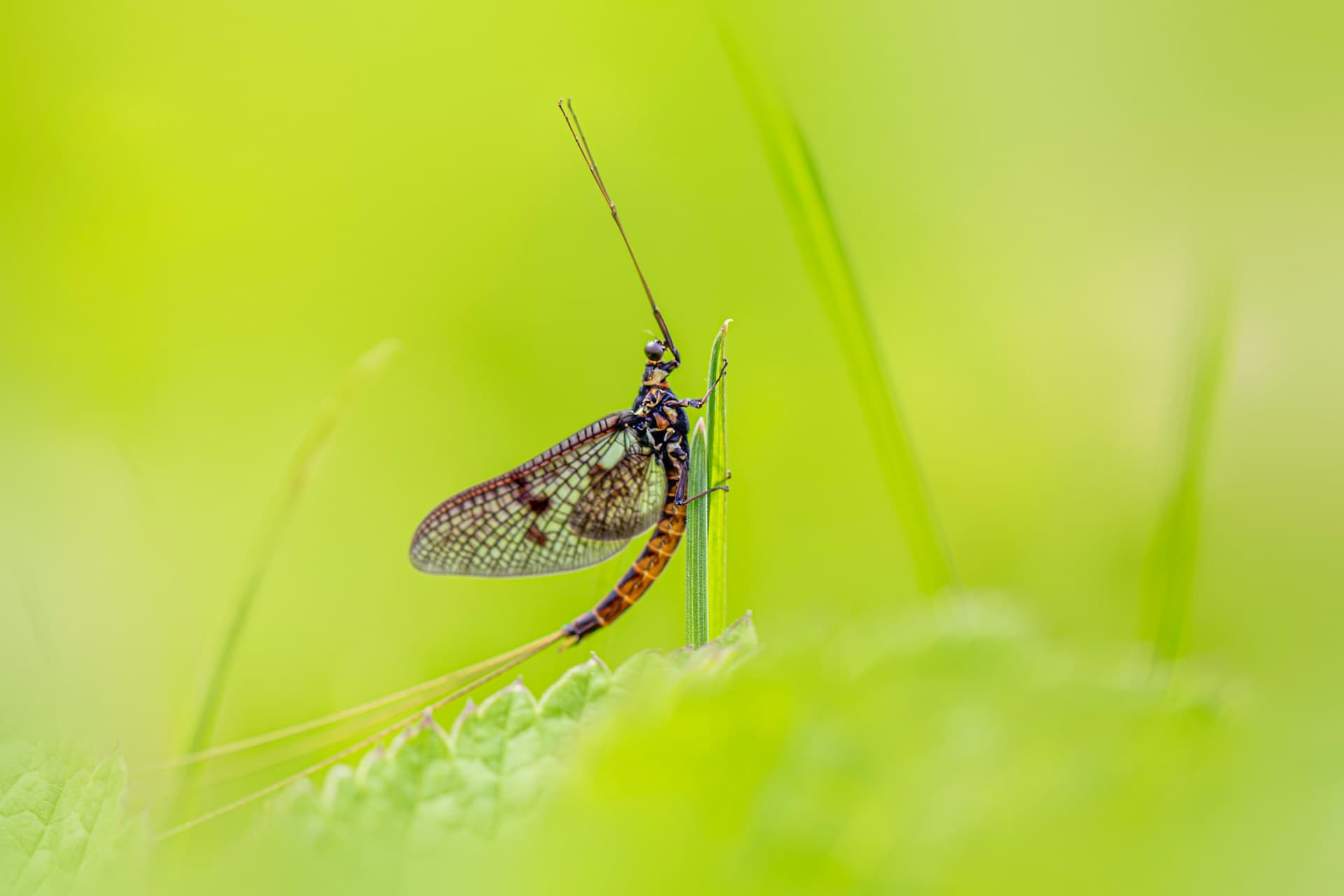 Mayfly on grass, photo by Erik Karits (Unsplash)