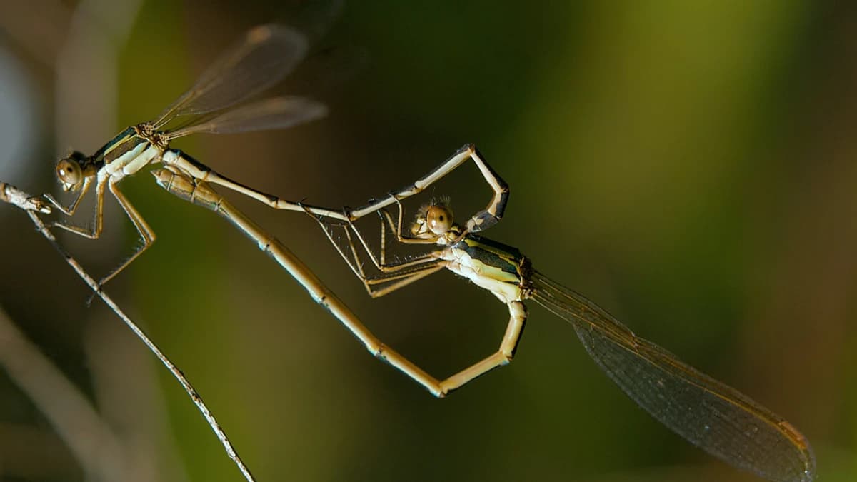 Dragonfly perched on reed, photo by Matt Johnson (Unsplash)