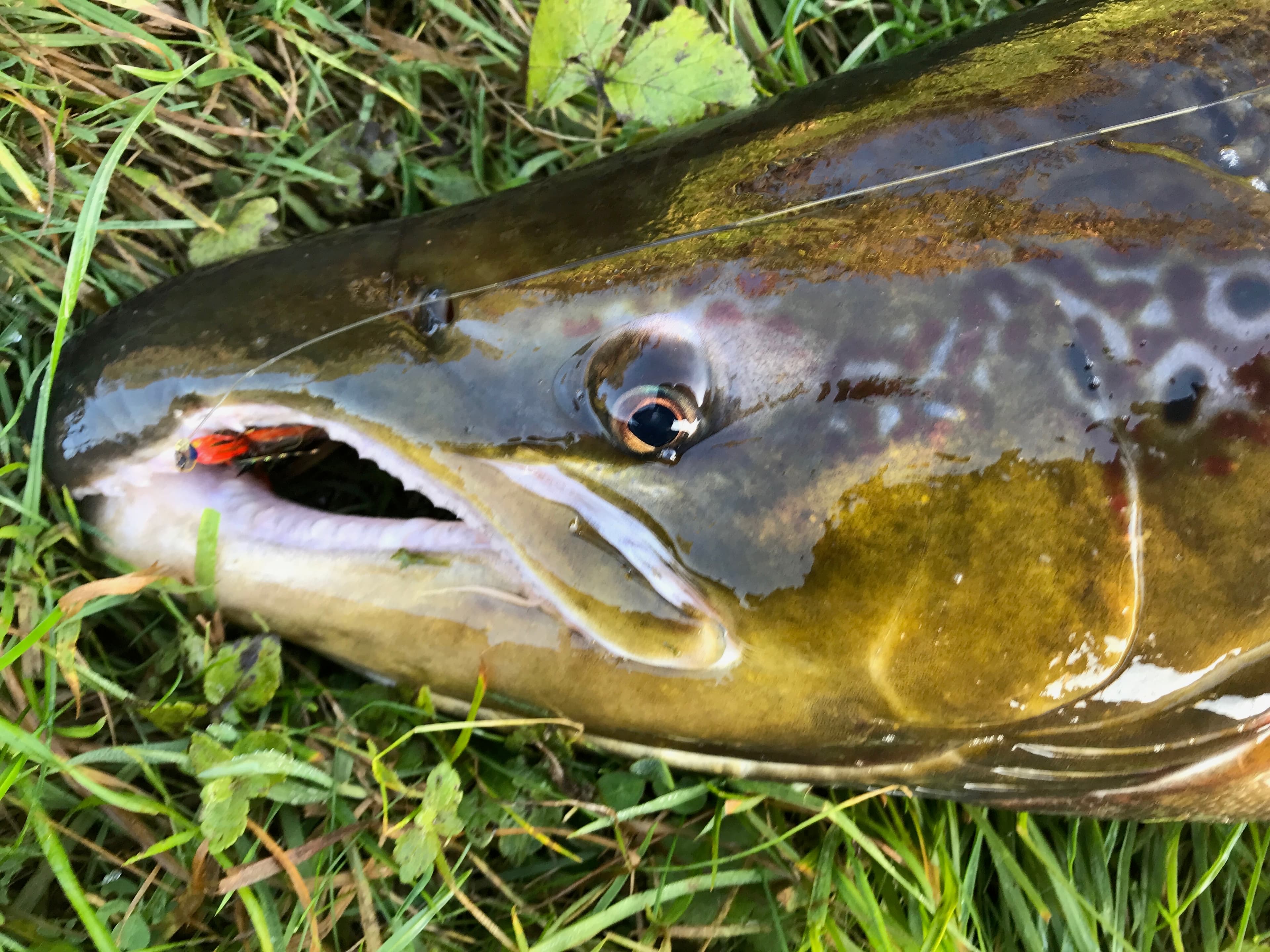Salmon taken on a Cascade fly — the tradition continues