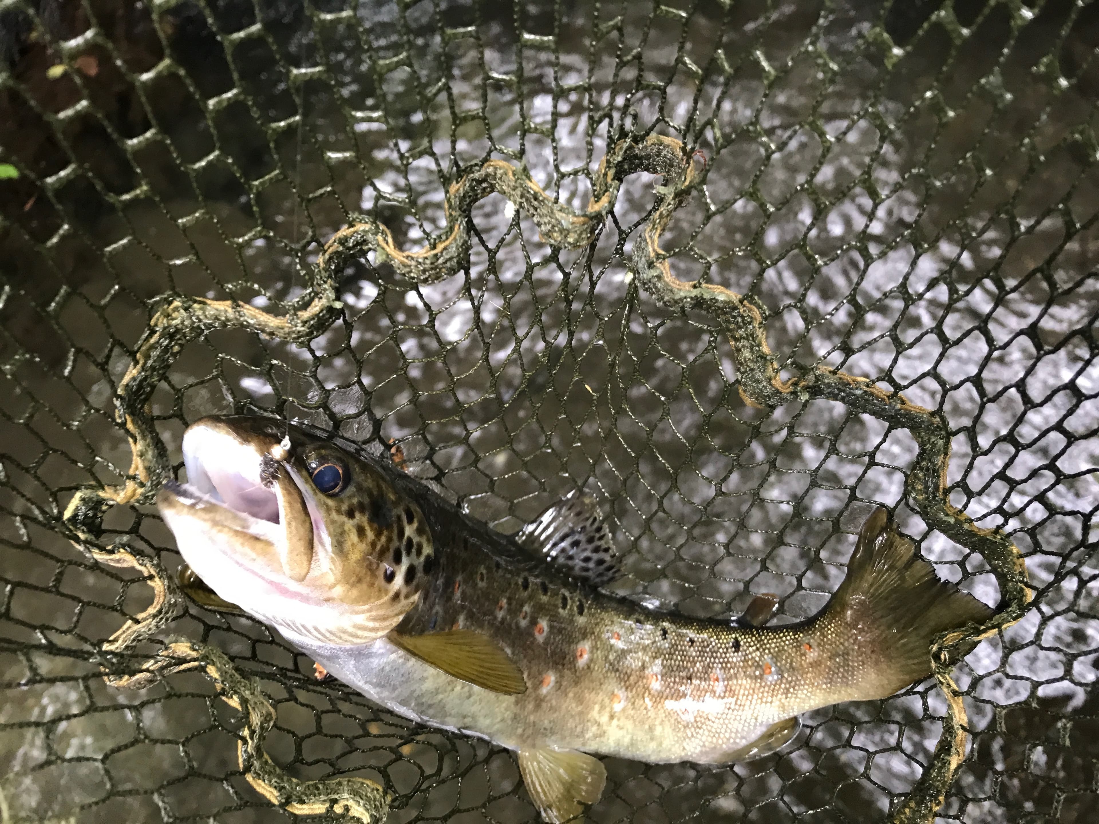 Wild brown trout from a Spanish Pyrenean river