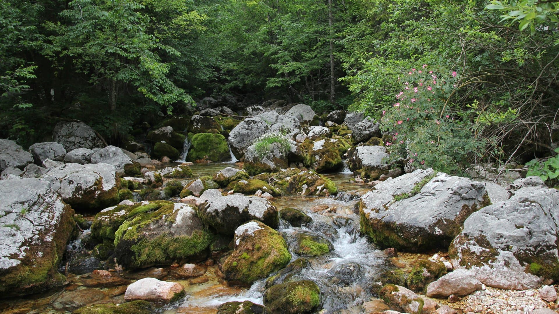 Alpine stream with boulders and moss — marble trout habitat in the Soča drainage